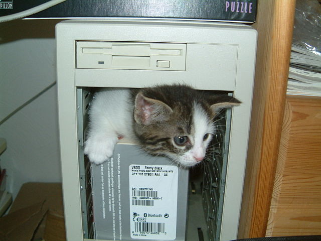 kitten in a computer